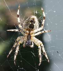 aranyafoto.jpg