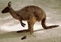 cangur01.jpg