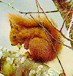 img_esquirol.jpg