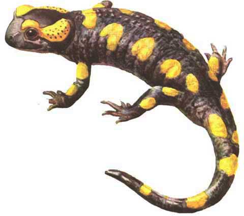 salamandra_salamamdra.jpg