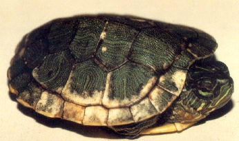 tortuga.jpg