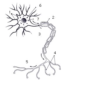 neurona.gif