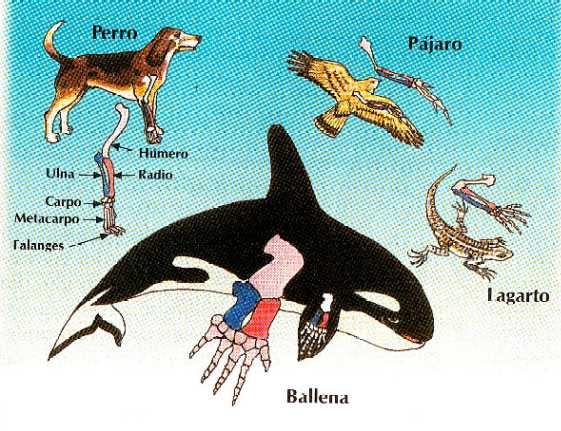 caracteristicas homologas-ejemplos-