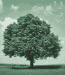 Arbre
