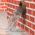 gifaigua01.gif (64701 bytes)