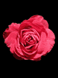 gifamor41.gif (14908 bytes)