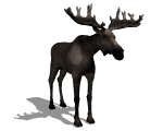 gifanimal01.gif (12058 bytes)