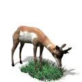 gifanimal07.gif (15991 bytes)