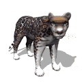 gifanimal11.gif (13120 bytes)