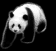 gifanimal17.gif (48382 bytes)