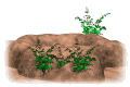 gifanimal23.gif (7158 bytes)