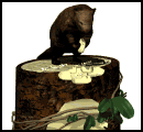 gifanimal32.gif (8688 bytes)