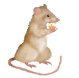 gifanimal40.gif (53318 bytes)