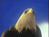 gifau02.gif (44586 bytes)