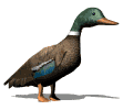 gifau04.gif (19601 bytes)