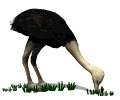 gifau06.gif (8832 bytes)