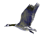 gifau28.gif (5244 bytes)