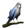 gifau42.gif (11310 bytes)