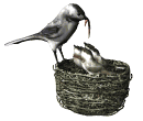 gifau47.gif (8100 bytes)