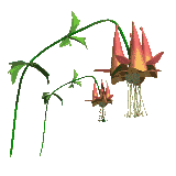 gifflor02.gif (10574 bytes)
