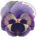 gifflor08.gif (14689 bytes)