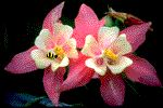 gifflor09.gif (11310 bytes)