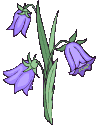 gifflor11.gif (10309 bytes)