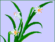 gifflor12.gif (11948 bytes)