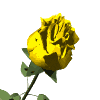 gifflor17.gif (16813 bytes)