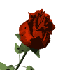 gifflor22.gif (13992 bytes)