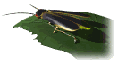 gifinse17.gif (7021 bytes)