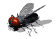 gifinse20.gif (10000 bytes)