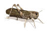 gifinse23.gif (12981 bytes)