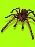 gifinse25.gif (14336 bytes)