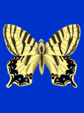 gifinse31.gif (13666 bytes)
