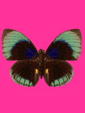 gifinse32.gif (14271 bytes)