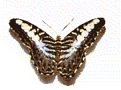 gifinse34.gif (25549 bytes)