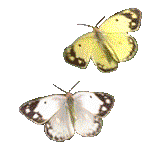 gifinse36.gif (16873 bytes)