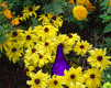 gifmitol10.gif (7783 bytes)