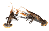 gifmol07.gif (15692 bytes)