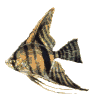gifpeix02.gif (10246 bytes)