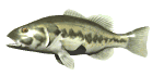 gifpeix08.gif (21714 bytes)