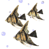 gifpeix17.gif (11460 bytes)