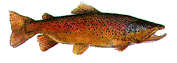 gifpeix24.gif (21532 bytes)