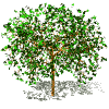 gifplanta03.gif (11941 bytes)