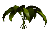 gifplanta10.gif (61740 bytes)