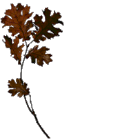 gifplanta22.gif (57369 bytes)