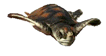 gifrep13.gif (37797 bytes)