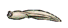 gifrep24.gif (15741 bytes)
