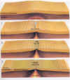Tectonica_plaques_5.JPG (106761 bytes)